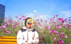 菊内留香TXL金银花段小庄